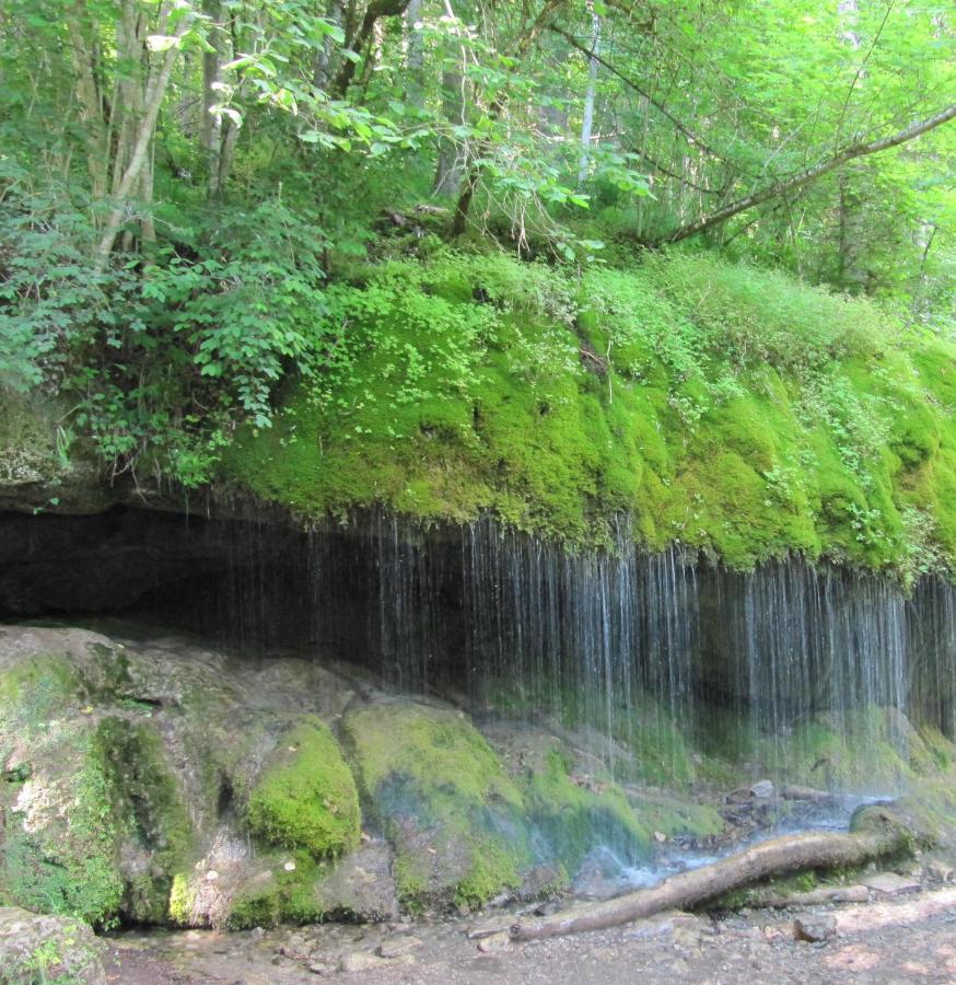 Roetenbacher Wiesen Friedenweiler Esterno foto